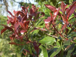 Photinia Fraseri 'Red Robin', Immergrüne Rote Glanzmispel -Gartenbedarfs Geschäft glanzmispel red robin austr 1280x1280