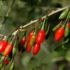 Goji-Beere 'Sweet Lifeberry' (Lycium Barbarum)
