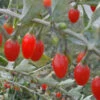 Goji-Beere, Wolfsbeere, (Lycium Barbarum)