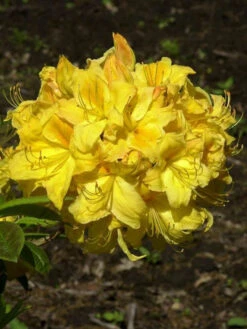Rhododendron Luteum 'Golden Sunset', Sommergrüne Japanische Gartenazalee -Gartenbedarfs Geschäft golden sunset 1280x1280