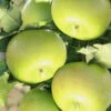 Säulenapfel 'Greencats' ®