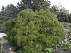 Chamaecyparis Pisifera 'Filifera Nana', Grüne Zwerg-Fadenzypresse -Gartenbedarfs Geschäft gruene zwerg fadenzypresse 1280x1280