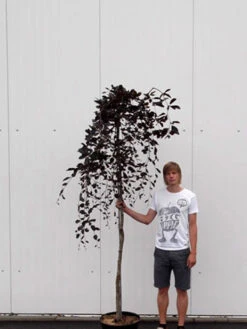 Fagus Sylvatica 'Purpurea Pendula', Schwarzrote Hängeblutbuche - Hochstamm -Gartenbedarfs Geschäft haengeblutbuche hochstamm 1280x1280