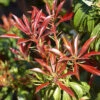 Pieris Japonica 'Red Mill', Hängendes Schattenglöckchen
