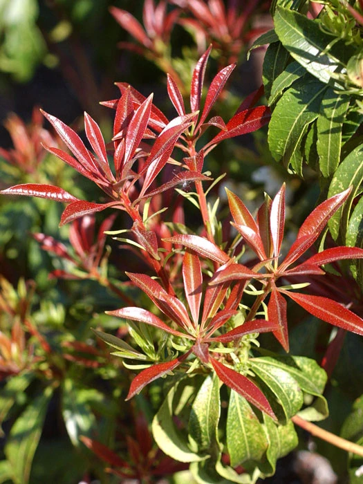 Pieris Japonica 'Red Mill', Hängendes Schattenglöckchen 1 Pieris Japonica 'Red Mill', Hängendes Schattenglöckchen