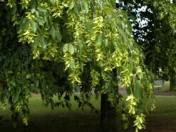 Carpinus Betulus, Hainbuche, Weißbuche - Hochstamm 5 Carpinus Betulus, Hainbuche, Weißbuche - Hochstamm -Gartenbedarfs Geschäft hainbuche blaetter55599f49dcdac 1280x1280