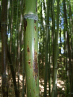 Phyllostachys Nigra 'Boryana', Tigerstreifenbambus - XXL- Produkt -Gartenbedarfs Geschäft halm boryana 1280x1280