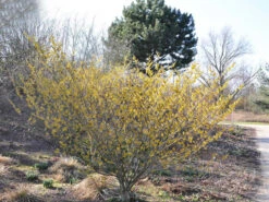 Hamamelis Intermedia 'Arnold Promise', Zaubernuss -Gartenbedarfs Geschäft hamamelis arnold promise 1280x1280