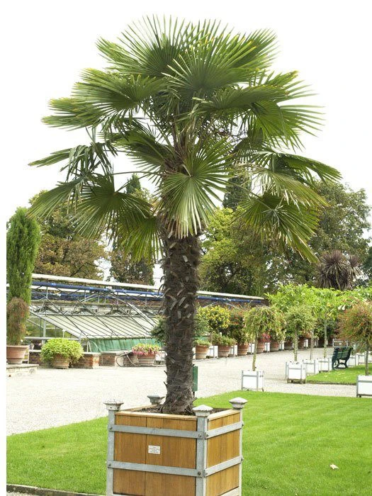 Trachycarpus Fortunei, Fächerpalme, Hanfpalme 1 Trachycarpus Fortunei, Fächerpalme, Hanfpalme