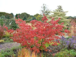 Cornus Kousa 'Satomi', Japanischer Blumenhartriegel -Gartenbedarfs Geschäft hartriegel satomi herbst 1280x1280