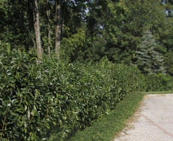 Prunus Laurocerasus Genolia® 'Mariblon', Säulenförmiger Kirschlorbeer 11 Prunus Laurocerasus Genolia® 'Mariblon', Säulenförmiger Kirschlorbeer -Gartenbedarfs Geschäft hecke genolia mariblon 1280x1280