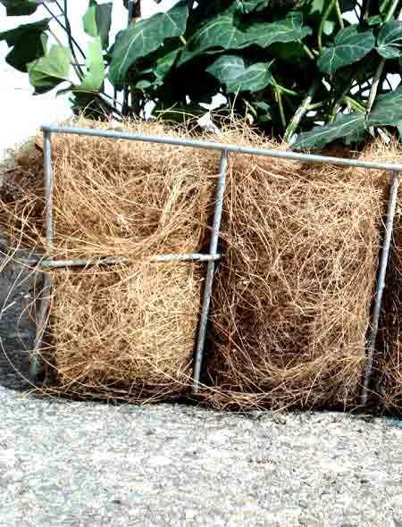 Hedera Helix 'Woerneri' - Immergrüner Efeu - XXL-Produkt 2 Hedera Helix 'Woerneri' - Immergrüner Efeu - XXL-Produkt – Bild 2