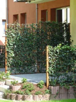 Hedera Helix 'Woerneri' - Immergrüner Efeu - XXL-Produkt 8 Hedera Helix 'Woerneri' - Immergrüner Efeu - XXL-Produkt -Gartenbedarfs Geschäft hedera element 1m j2 78685 3 1280x1280