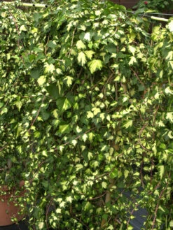 Gartenbedarfs Geschäft -Gartenbedarfs Geschäft hedera helix goldheart 1280x1280