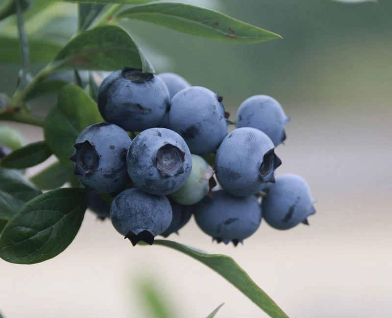 Zwerg-Heidelbeere 'Northsky' 1 Zwerg-Heidelbeere 'Northsky'