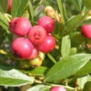 Vaccinium Corymbosum 'Pink Lemonade', Pinkfarbene Heidelbeere