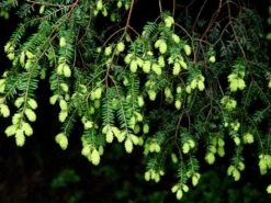 Tsuga Canadensis, Kanadische Hemlockstanne -Gartenbedarfs Geschäft hemlocktanne nadeln55599f5729b5d 1280x1280