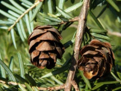 Tsuga Canadensis, Kanadische Hemlockstanne -Gartenbedarfs Geschäft hemlocktanne zapfen55599f5753938 1280x1280