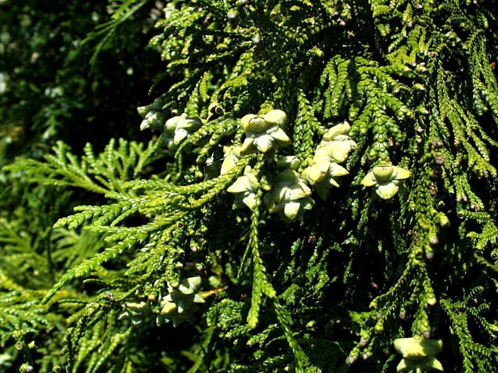 Thujopsis Dolabrata, Hibalebensbaum 2 Thujopsis Dolabrata, Hibalebensbaum – Bild 2