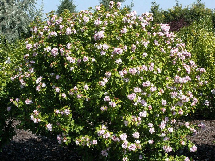 Hibiscus Syriacus 'Lady Stanley', Hibiskus, Garteneibisch 2 Hibiscus Syriacus 'Lady Stanley', Hibiskus, Garteneibisch – Bild 2