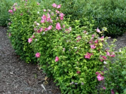 Hibiscus Syriacus 'Woodbridge', Hibiskus, Garteneibisch -Gartenbedarfs Geschäft hibiscus woodbridge 1280x1280