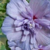 Hibiscus Syriacus 'Blue Chiffon'®, Roseneibisch