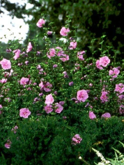 Hibiscus Syriacus 'Lavender Chiffon'®, Roseneibisch -Gartenbedarfs Geschäft hibiscus lavender chiffon 3 46227 2 1280x1280