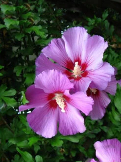 Hibiscus Syriacus 'Russian Violet', Hibiskus, Garteneibisch