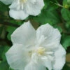Hibiscus Syriacus 'White Chiffon'®, Roseneibisch