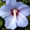Hibiscus Syriacus 'Blue Bird', Hibiskus, Garteneibisch