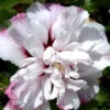 Hibiscus Syriacus 'Lady Stanley', Hibiskus, Garteneibisch