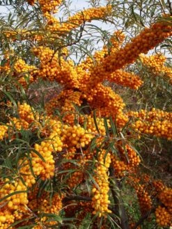 Hippophae Rhamnoides 'Orange Energy'® 'Habego'(S), Sanddorn