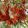 Hippophae Rhamnoides 'Sirola'(S), Sanddorn