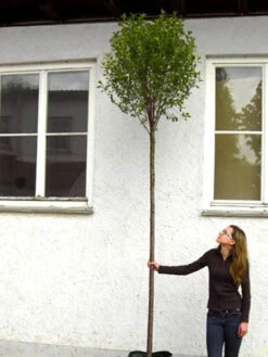 Prunus Fruticosa 'Globosa', Kugel-Kirsche - Hochstamm -Gartenbedarfs Geschäft hochstamm prunus globosa 1280x1280