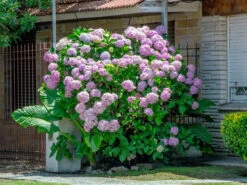 Hydrangea Arborescens 'Pink Annabelle', Ball-Hortensie -Gartenbedarfs Geschäft hydrangea arborescens pink 1280x1280
