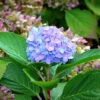 Hydrangea Macrophylla 'Bodensee'