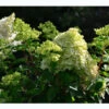 Hydrangea Paniculata 'Little Lime'®, Zwerg-Rispen-Hortensie