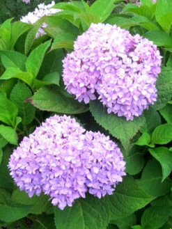 Hydrangea Macrophylla 'Endless Summer Rosa'® -Gartenbedarfs Geschäft hydrangea endl summer 1 447 80368 2 1280x1280