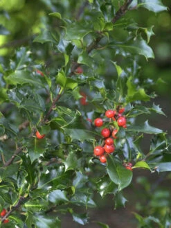 Gartenbedarfs Geschäft 31 Ilex Meserveae 'Blue Angel', Stechpalme