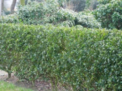 Ilex Meserveae Blue Prince, Stechpalme -Gartenbedarfs Geschäft ilex blue prince hecke 1280x1280