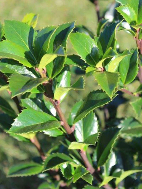 Ilex Meserveae 'Heckenfee', Stechpalme 1 Ilex Meserveae 'Heckenfee', Stechpalme