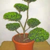 Ilex Crenata Green Hedge - Bonsai, XXL-Produkt