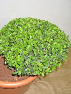 Ilex Crenata Green Hedge - Bonsai, XXL-Produkt -Gartenbedarfs Geschäft ilex detail3 1280x1280