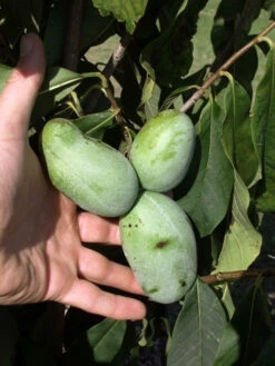 Indianerbanane 'Sunflower' (PauPau, PawPaw) - Veredelt