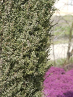 Juniperus Communis 'Hibernica', Irischer Säulenwacholder -Gartenbedarfs Geschäft irischer saeulenwacholder 1280x1280