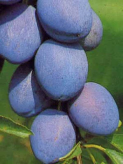 Zwetsche Italienische Zwetsche