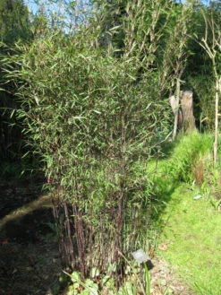 Fargesia Jiuzhaigou 'Deep Purple', Jade Bambus, Rothalmiger Schirm-Bambus -Gartenbedarfs Geschäft jade bambus deep purple 1280x1280