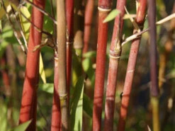 Fargesia Jiuzhaigou, Jade Bambus, Rothalmiger Schirm-Bambus 5 Fargesia Jiuzhaigou, Jade Bambus, Rothalmiger Schirm-Bambus -Gartenbedarfs Geschäft jade bambus 1280x1280