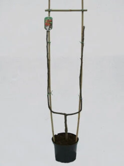 Jonagold, Apfel - U-Spalier -Gartenbedarfs Geschäft jonagold spalier 1280x1280