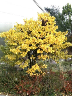Cercis Siliquastrum, Judasbaum -Gartenbedarfs Geschäft judasbaum 1280x1280
